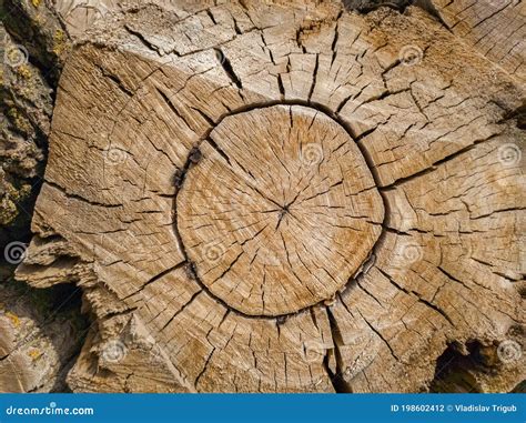 Cross Section Through A Tree Trunk Stock Photo Image Of Timber