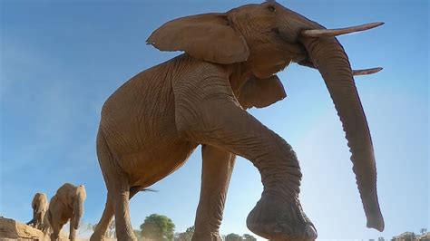 Elephant Steals Palm Nuts From Cheeky Baboons Youtube