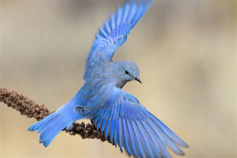 Mountain Blue Bird Flying