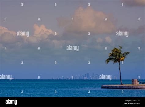 Miami skyline avec palmier Banque de photographies et dimages à haute