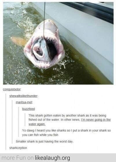 Theres Always A Bigger Fish Funny Pictures Tumblr Funny Funny