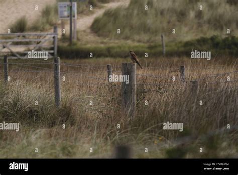 Kestral Hi Res Stock Photography And Images Alamy