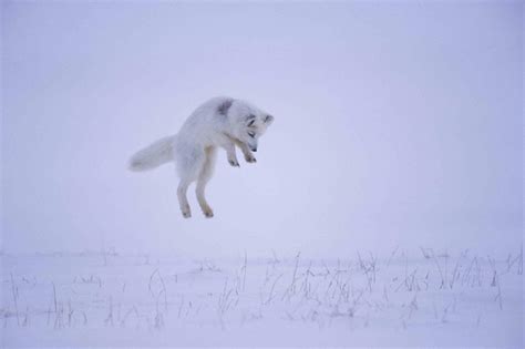 Arctic Fox Prey