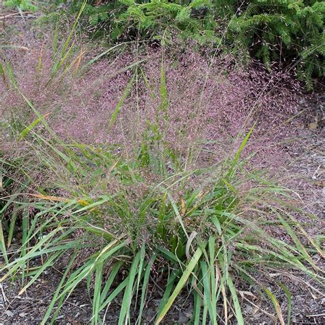 Purple Love Grass Eragrostis Spectabilis American Meadows