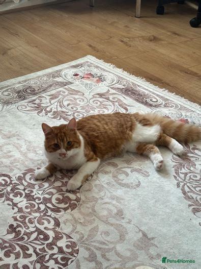 Cute Rare Mixed Persian And Tabby Cat London Pets4Homes