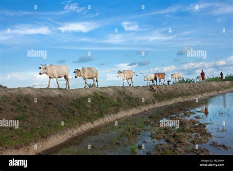 Woman Bangladesh Cow Hi Res Stock Photography And Images Alamy