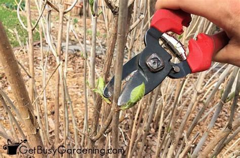 Pruning Hydrangeas Complete Step By Step Guide Artofit