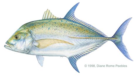 Ulua Fish PNG Transparent Ulua Fish.PNG Images. | PlusPNG