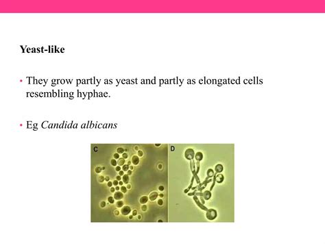 Morphology Of Fungi Ppt