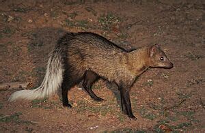 White-tailed mongoose Facts for Kids