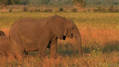 African Savanna By Pim Niesten Youtube