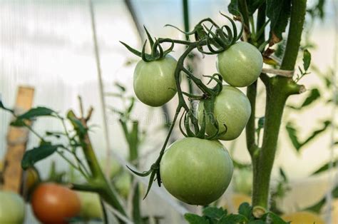 Ramificación Con Tomates Verdes Sin Madurar En Invernadero Imagen de