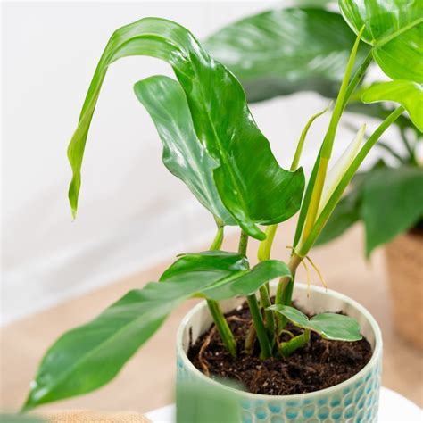 Philodendron Jerry Horne Cm Sklep Z Ro Linami Cocaflora