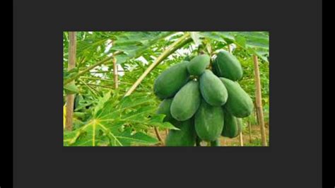 Morfologi Anatomi Dan Kandungan Senyawa Pada Pepaya Carica Papaya L