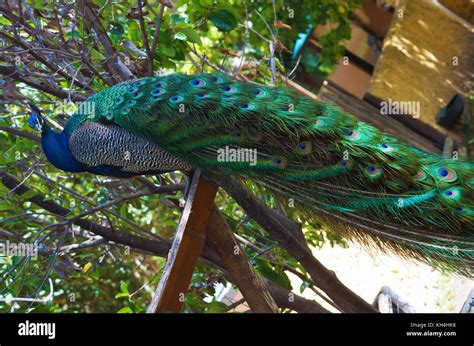 Peacock in full display Stock Photo - Alamy