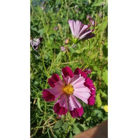 Descubra Kuva Cosmos Plante Comestible Thptnganamst Edu Vn