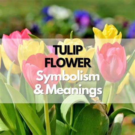 Tulip Flower Symbolism Meanings And History Symbol Genie