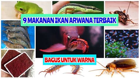 Makanan Ikan Arwana Terbaik Dan Waktu Yang Tepat Memeberi Makan Ikan