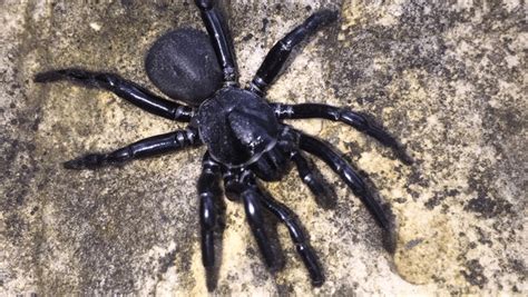 Spider Control Perth Spider Pest Control Treatment Rockypest