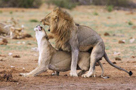 Male And Female Lions Mating