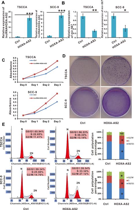 Cell Proliferation Was Promoted In Lncrna Hoxa As2 Overexpressing Oscc Download Scientific