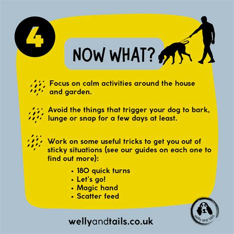 Help My Reactive Dog Just Barked At Another Dog Welly And Tails Dog