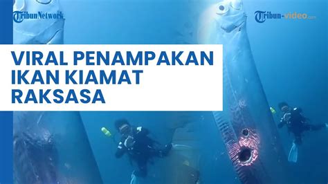 Viral Penampakan Ikan Kiamat Raksasa Oarfish Yang Muncul Di Pantai