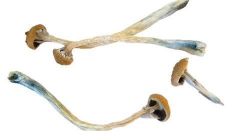 Magic Mushroom Compound Shows Promise As Depression Treatment In Key