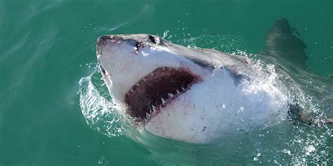 Marine Biologists Determine A New Method For Locating Great White