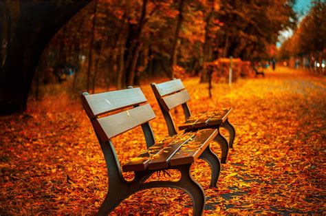 Wallpaper Sunlight Trees Fall Leaves Depth Of Field Night