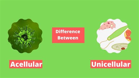 Difference Between Acellular And Unicellular Youtube