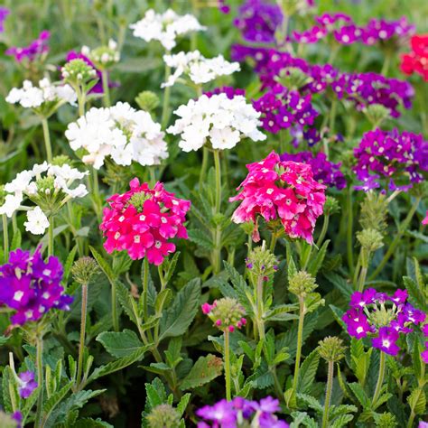 Verbena Florists Mix Seeds (Verbena hybrida) – Vermont Wildflower Farm