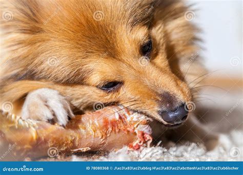 Shetland Sheepdog Chews a Pig Bone Stock Photo - Image of black, canine ...