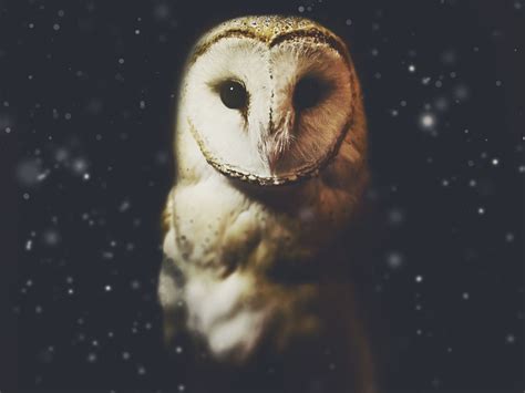 Native American Owl Symbol Meaning