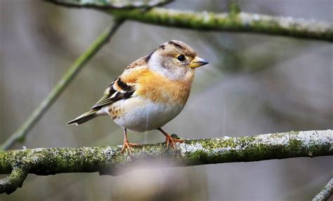 Brambling Female Martin Mere John Livesley Flickr