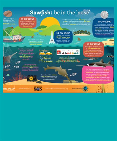 Play & Learn — Sawfish Conservation Society