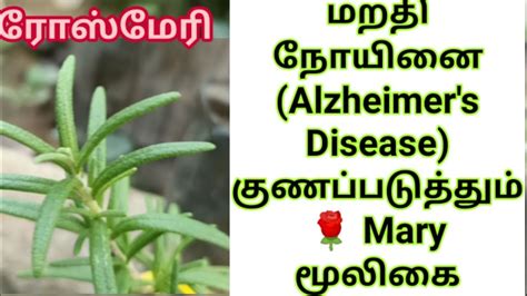 Rosemary ரோஸ்மேரிரோசுமேரி மூலிகைmooligai செடியின் பயன்கள் Uses Of