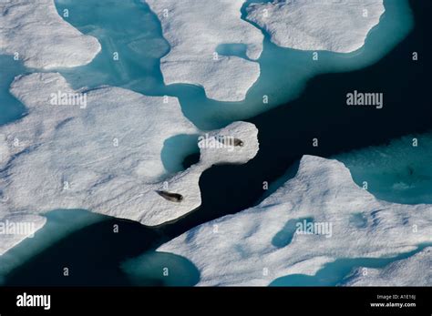 Bearded Seals Erignathus Barbatus Resting On Multi Layer Ice Chukchi