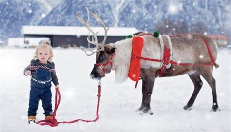 Reindeer Farm is the most authentic way to interact with reindeer in ...