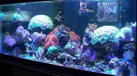 My Diy Led Linear Design Reef Tank Led Diy Reef Lighting