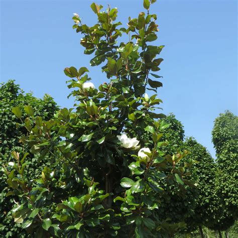 Immergrüne Magnolie Magnolia grandiflora Francois Treyve weiß