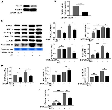 Ddx3x Knockdown Blocks Nlrp3 Inflammasome Activation In Lps Stimulated