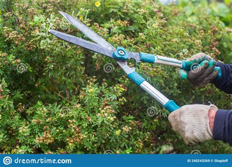 Farmer Hands Make Pruning Of Bushes With Large Garden Shears Stock