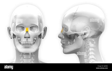 Female Nasal Bone Skull Anatomy - isolated on white Stock Photo - Alamy