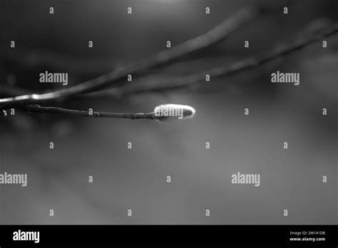 A Shallow Focus Grayscale Of A Bud Of Pussy Willow Growing On A Branch Stock Photo Alamy