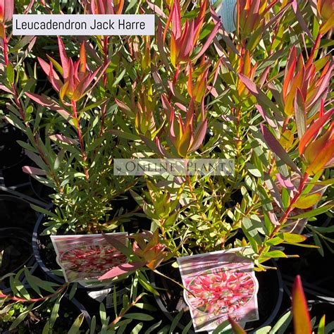 Leucadendron Jack Harre For Sale Online Plants Australia