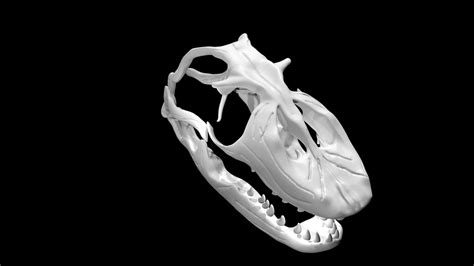 Monitor Lizard Skull 3d Model Rigged And Low Poly Team 3d Yard