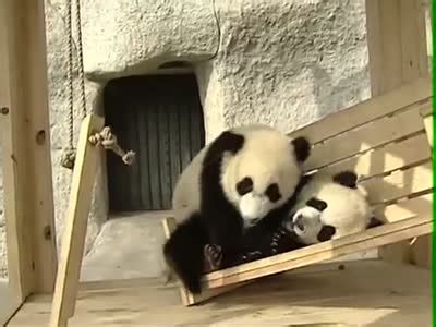 Pandas Playing in Their New Playground