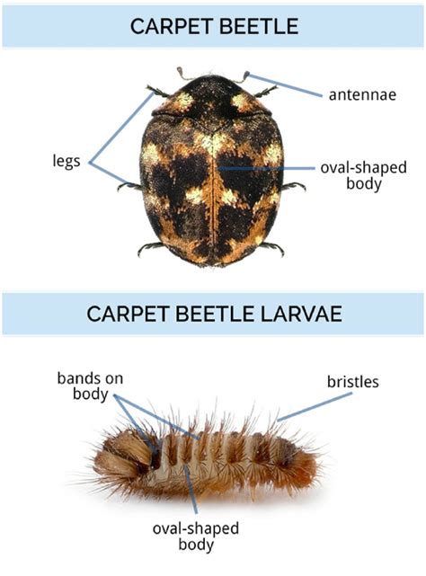 Garden Pests Larvae Identification Uk | Fasci Garden