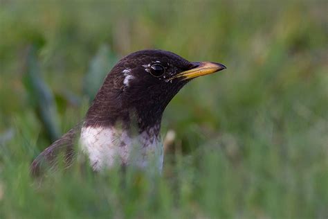 Raapzaad De Fenolijn En Alle Overige Onderwerpen Vroege Vogels Bnnvara